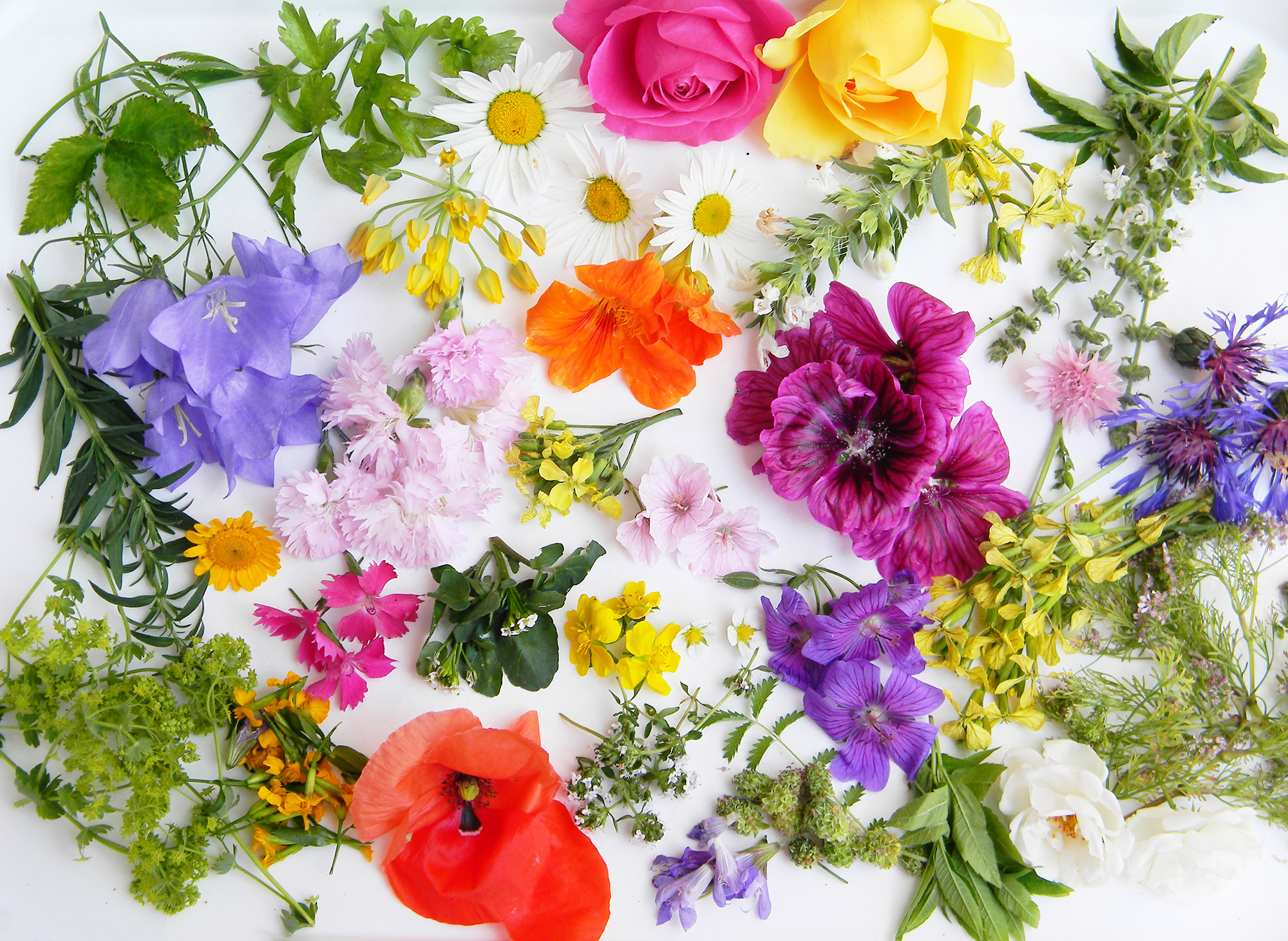 A list of edible flowers
